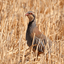 1st Hunter & Habitats Festival in Kannavia and Agia Eirini