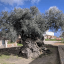 Agios Ioannis Paphos Olive and Olive Oil Festival