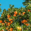 Miliou Orange Festival Returns